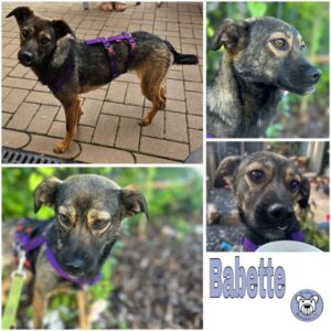 Babette (♀) in 66265 Heusweiler - vermittelt