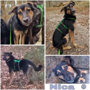 Nica (♀) in 14798 Havelsee - vermittelt