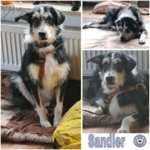 Sandler (♂) in 64395 Brensbach