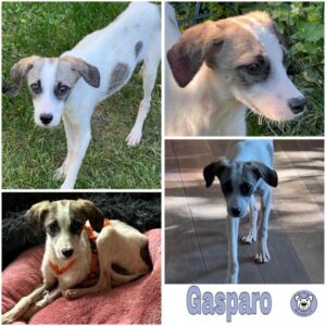 Gasparo (♂) in 92637 Weiden - vermittelt