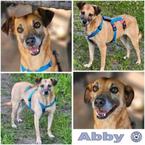 Abby (♀) in 58256 Ennepetal - vermittelt