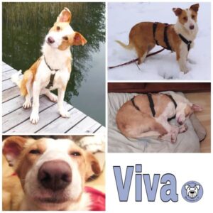 Viva (♀) in 85077 Manching - vermittelt