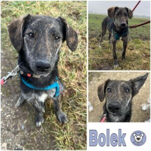 Bolek (♂) in 86685 Huisheim - vermittelt