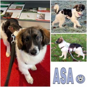 ASA (♀) 47918 Tönisvorst - vermittelt