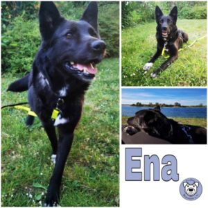 Ena (♀) in 12101 Berlin - vermittelt