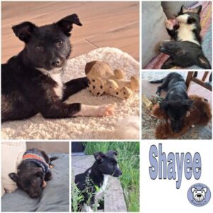 Shayee (♀) in 53925 Kall - vermittelt