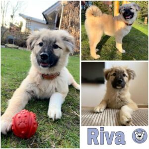 Riva (♀) in 46537 Dinslaken - vermittelt