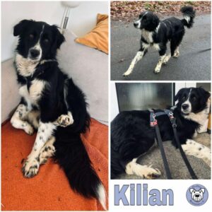 KILIAN (♂) in 53115 Bonn - vermittelt