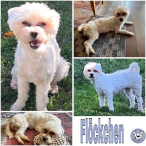 Flöckchen (♀) in 92637 Weiden - vermittelt