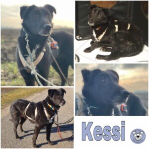 KESSI (♀) 82223 Eichenau - vermittelt