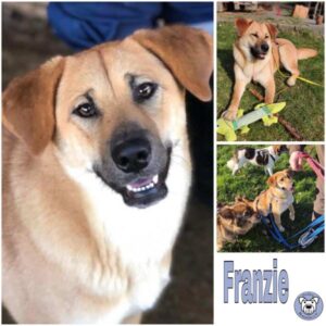 Franzie (♀) 58256 Ennepetal - vermittelt