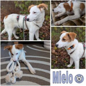 Mielo (♂) in 78333 Stockach - reserviert