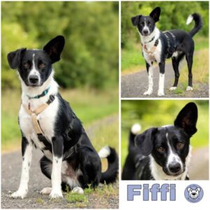 Fiffi (♂) in 61276 Weilrod - vermittelt