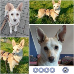 COCO (♀) in 46539 Dinslaken - reserviert