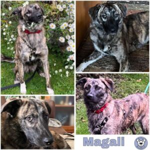 Magali (♀) in 92637 Stadt Weiden i.d.OPf - vermittelt