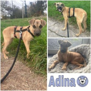 Adina (♀) in 66265 Heusweiler- vermittelt