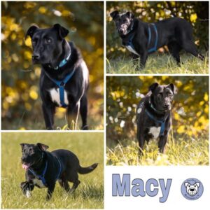 Macy (♀) in 73278 Schlierbach