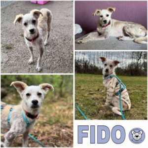 FIDO (♂) 33775 Versmold