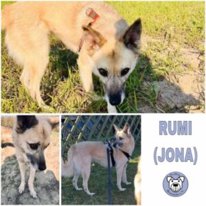 RUMI (JONA) (♀) in 21391 Reppenstedt