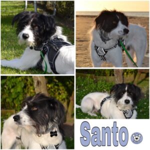 Santo (♂) in 45891 Gelsenkirchen - vermittelt