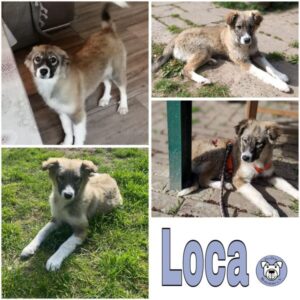 Loca (♀) in 18569 Neuenkirchen - vermittelt