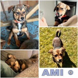 AMI (♀) in 61479 Glashütten