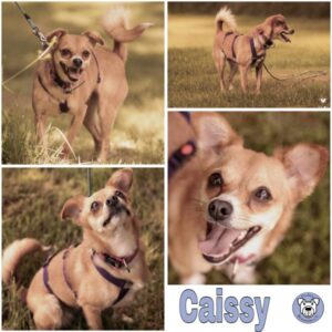 Caissy (♀) in 56249 Herschbach - vermittelt