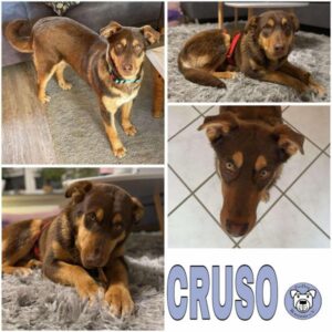 CRUSO (♂) in 42929 Wermelskirchen - vermittelt