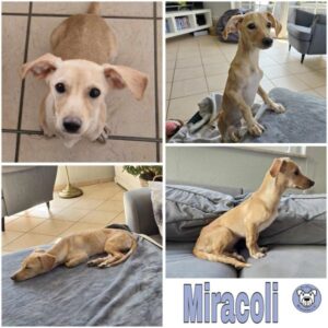 Miracoli (♀) in 99752 Bleicherode - vermittelt