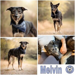 Melvin (♂) in 65321 Heidenrod - vermittelt