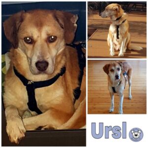 Ursl (♀) in 31157 Sarstedt - vermittelt