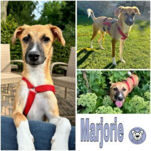 Marjorie (♀) in 46537 Dinslaken