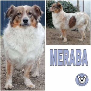 MERABA (♀) 56xxx Eifel / Nähe Nürburgring