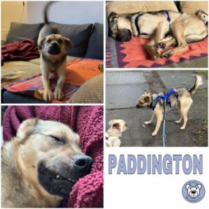 PADDINGTON (♂) in 18437 Stralsund