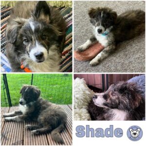 Shade (♂) in 92637 Weiden - vermittelt