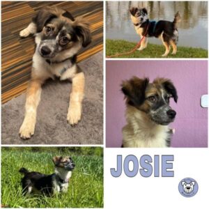 JOSIE (♀) in 33775 Versmold - reserviert