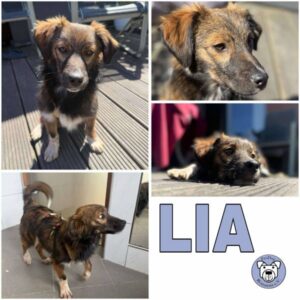 LIA (♀) in 24229 Strande