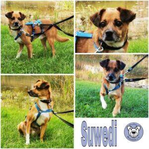 Suwedi (♂) 12101 Berlin - vermittelt