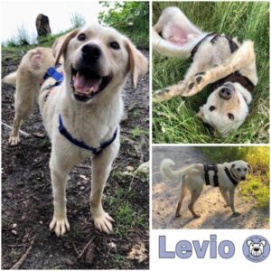 Levio (♂) in 10317 Berlin - vermittelt