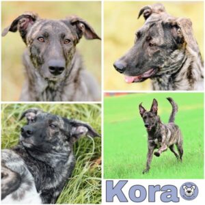 Kora (♀) in 35619 in Braunfels - vermittelt