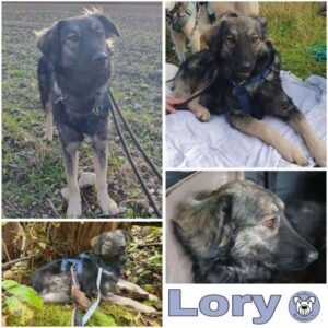 Lory (♂) in 82223 Eichenau - vermittelt