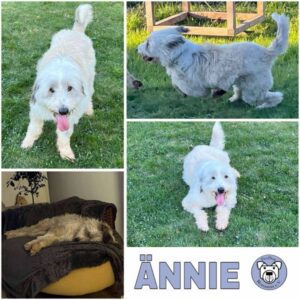 Ännie (♀) in 54293 Trier - vermittelt