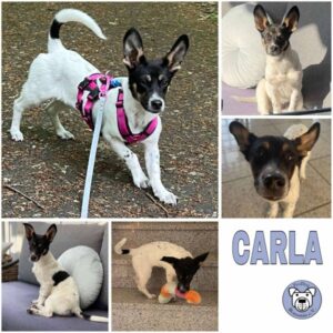 CARLA (♀) in 47918 Tönisvorst