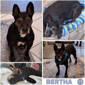 BERTHA (♀) 24395 Stangheck - vermittelt