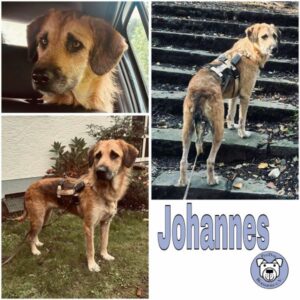 Johannes (♂) in 53115 Bonn - vermittelt