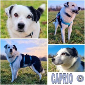 CAPRIO (♂) in 64846 Groß-Zimmern