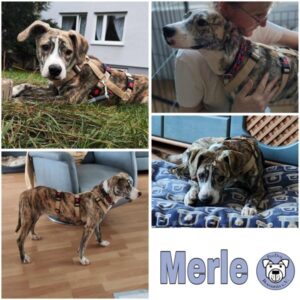 Merle (♀) 63773 Goldbach - vermittelt