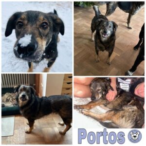 Portos (♂) in 53115 Bonn - vermittelt