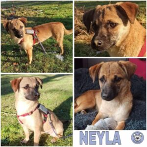 NEYLA (♀) in 53902 Bad Münstereifel - vermittelt