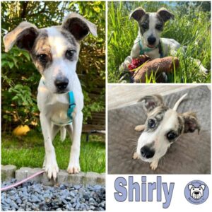 Shirly (♀) in 86685 Gosheim - vermittelt